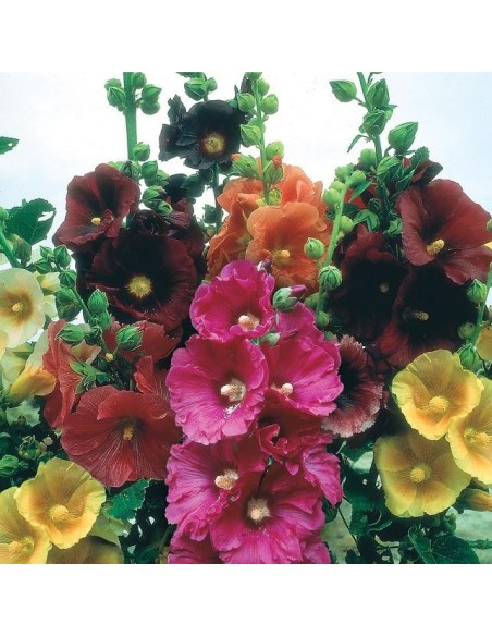 Graines Alcea rosea (Rose trémière)