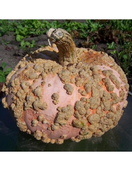Graines Courge 'Galeux d'Eysines'