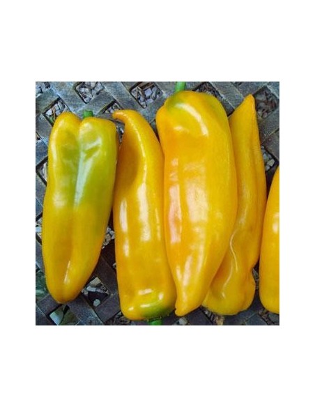 Graines Poivron 'Corno di Toro Giallo' (Corne de Taureau jaune)