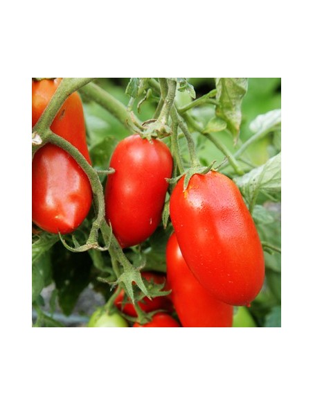 Graines Tomate 'Roma'