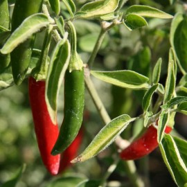 Graines Piment 'Serrano" (Piment fort)