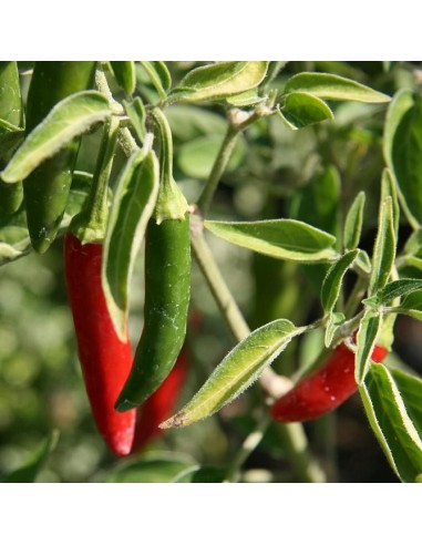 Graines Piment 'Serrano" (Piment fort)
