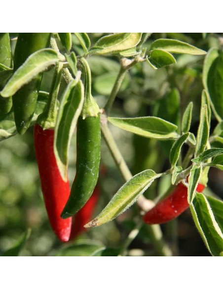 Graines Piment 'Serrano" (Piment fort)