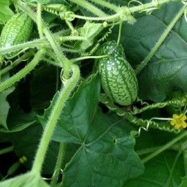 Graines Concombre à confire