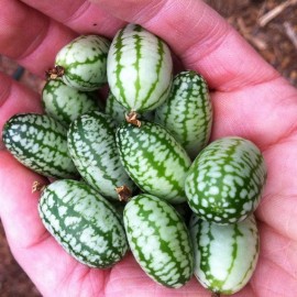 Graines Concombre à confire