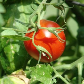 Tomate Sub Artic Plenty (tomate ancienne)