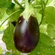 Graines aubergine 'Black Beauty'