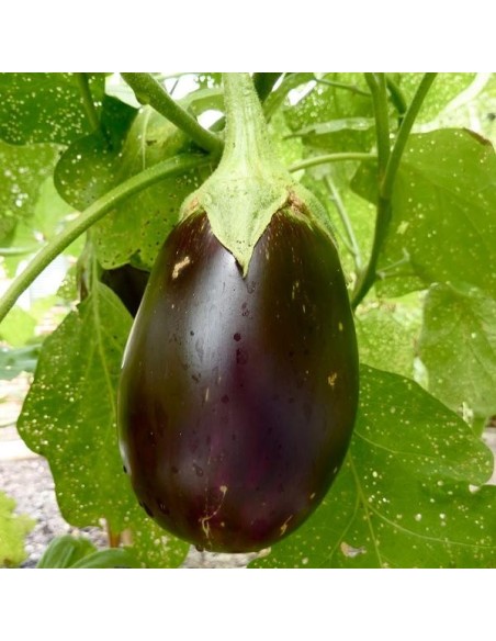 Graines aubergine 'Black Beauty'