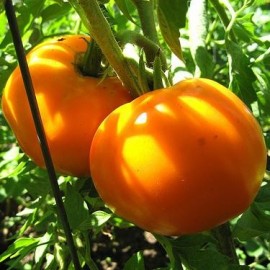 Tomate Golden Jubilee