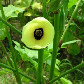 Graines Okra Clemson Spineless (Gombo)
