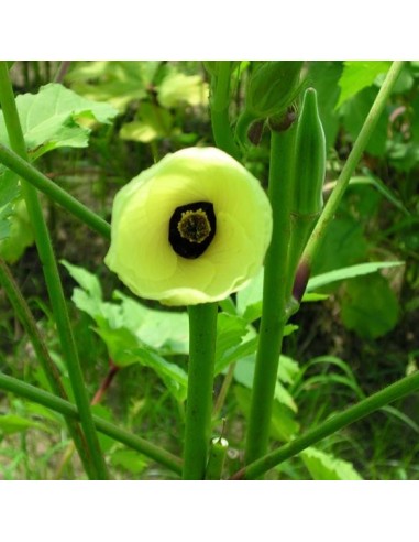 Graines Okra Clemson Spineless (Gombo)