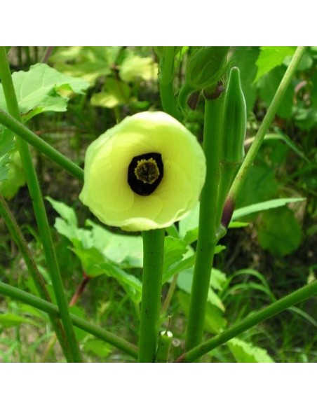 Graines Okra Clemson Spineless (Gombo)