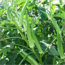 Graines Okra Clemson Spineless (Gombo)