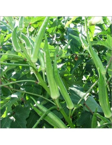 Graines Okra Clemson Spineless (Gombo)
