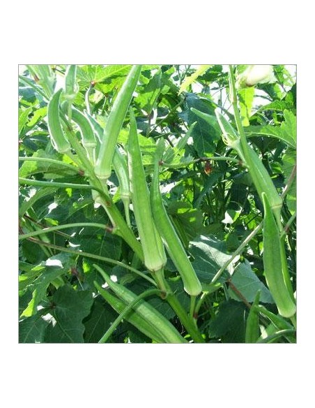 Graines Okra Clemson Spineless (Gombo)