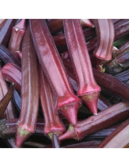 Graines Okra Red Burgundy (Gombo rouge)