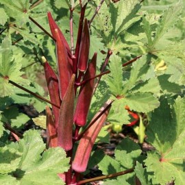 Graines Okra Red Burgundy (Gombo rouge)