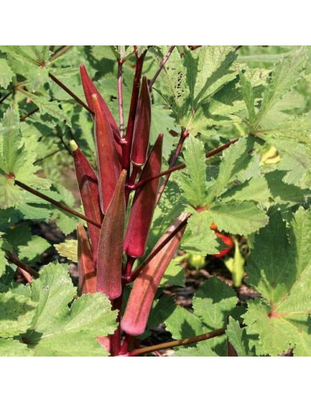 Graines Okra Red Burgundy (Gombo rouge)
