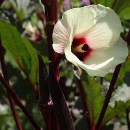 Graines Okra Red Burgundy (Gombo rouge)