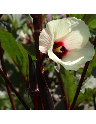 Graines Okra Red Burgundy (Gombo rouge)
