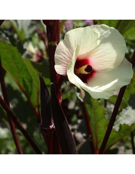 Graines Okra Red Burgundy (Gombo rouge)