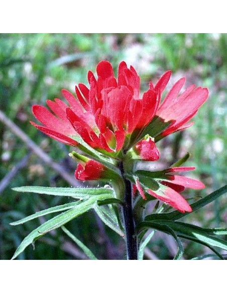 Castilleja coccinea (pinceau indien)