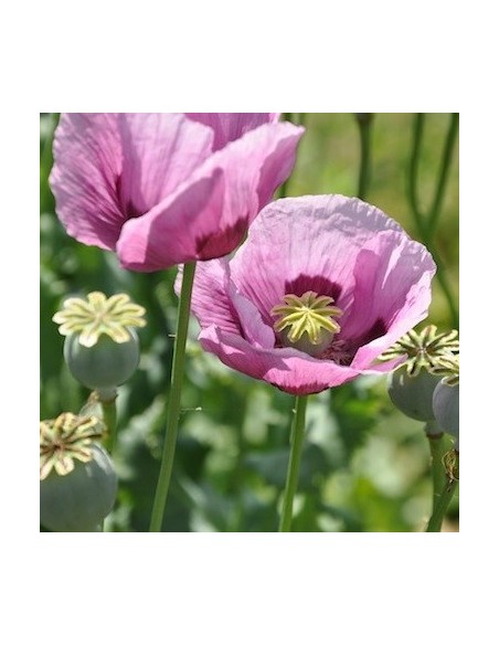 Graines Papaver somniferum 'Persian Blue' (Pavot à opium)