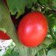 Graines Tomate rouge 'Siberian'