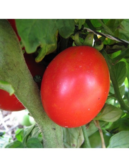Graines Tomate rouge 'Siberian'