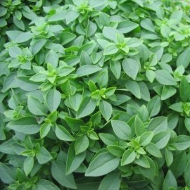 Graines Basilic Grec