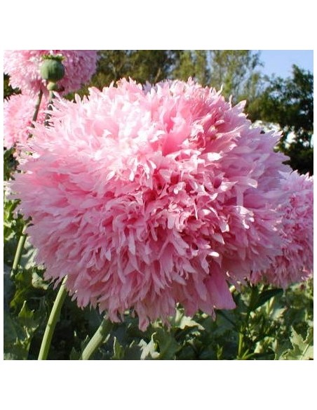 Graines Papaver somniferum var. paeoniflorum 'Bombast Rose' (Pavot à opium)