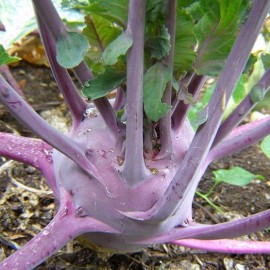 Graines Chou rave 'Violet de Vienne'