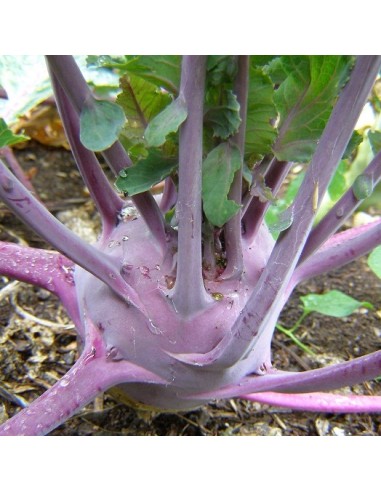 Graines Chou rave 'Violet de Vienne'