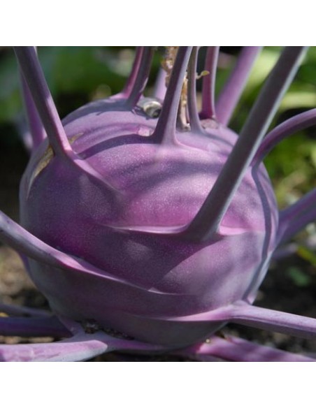 Graines Chou rave 'Violet de Vienne'