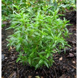 Graines Sarriette commune