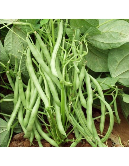 Graines Haricot vert nain 'Contender'