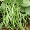 Graines Haricot vert nain 'Contender'