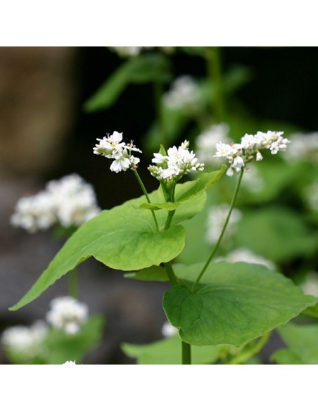 Graines Sarrazin (engrais vert)