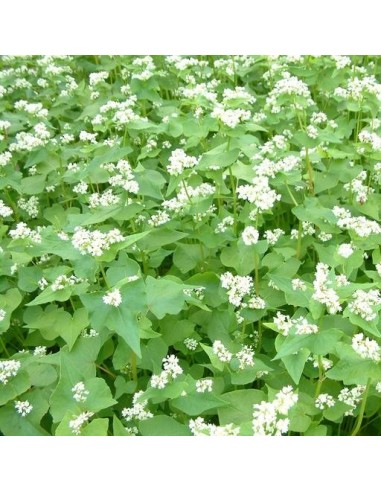 Graines Sarrazin (engrais vert)