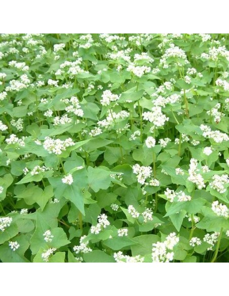 Graines Sarrazin (engrais vert)