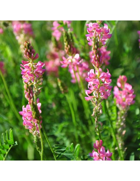 Graines Sainfoin (engrais vert)