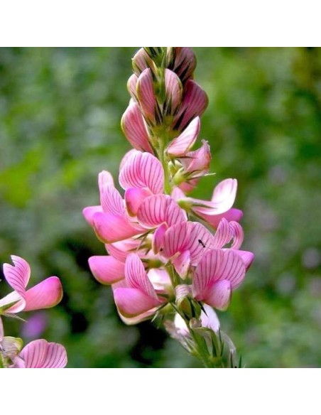 Graines Sainfoin (engrais vert)
