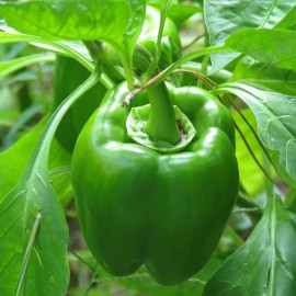 Graines Poivron 'California Wonder'