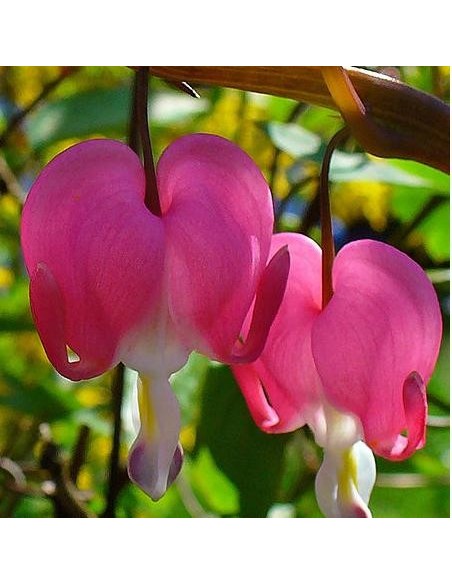 Dicentra spectabilis 'Pink' (Coeur de marie)