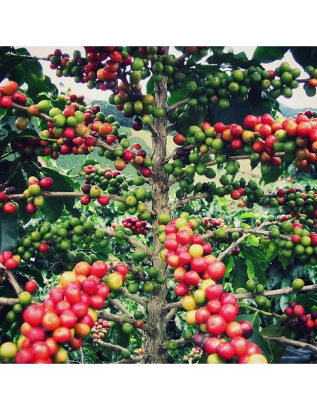 Graines Coffea Arabica (Caféier d'Arabie)