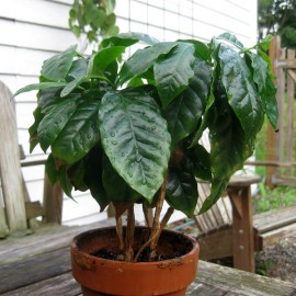 Graines Coffea Arabica (Caféier d'Arabie)