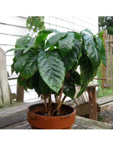 Graines Coffea Arabica (Caféier d'Arabie)