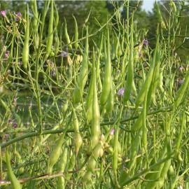 Graines Radis Serpent Rattail (Radis queue de rat)