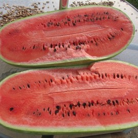 Graines Pastèque Charleston Gray