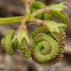 Graines Scorpiurus muricatus (Plante chenille)